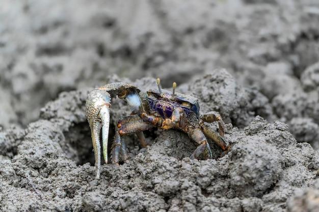 Can Fiddler crabs live outside of water? 