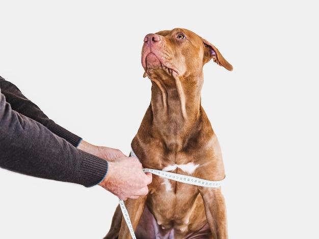 Can flea collar make dog sick? 