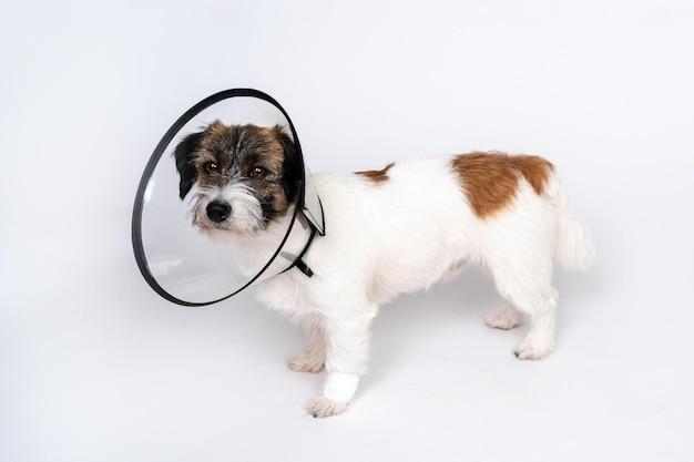 Can flea collar make dog sick? 