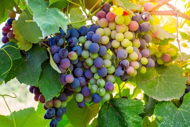 Can grapes be grown in the Caribbean? 