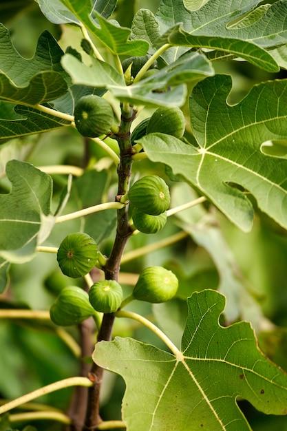 Can I grow a fig tree in Nevada? 