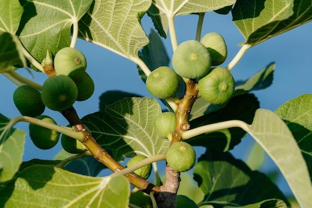 Can I grow a fig tree in Nevada? 