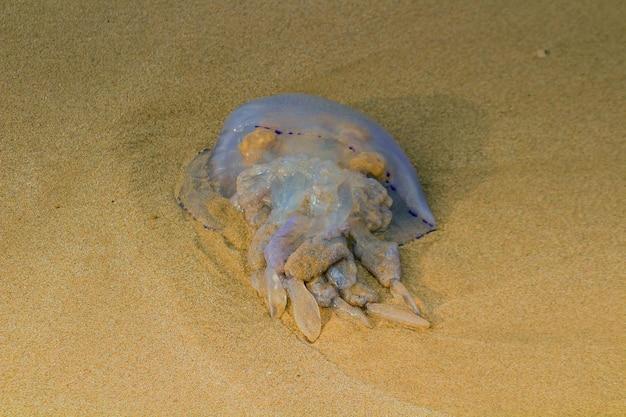 Can Jellyfish kill crabs? 