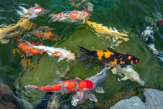 Can koi fish eat cooked rice? 