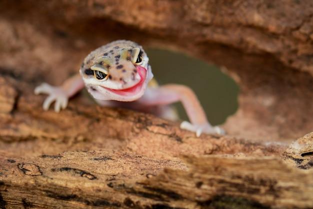 Can leopard geckos and tree frogs live together? 