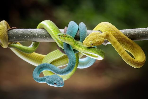Can snakes eat geckos? 