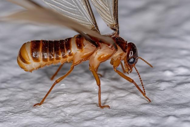 Can termites live in human body? 