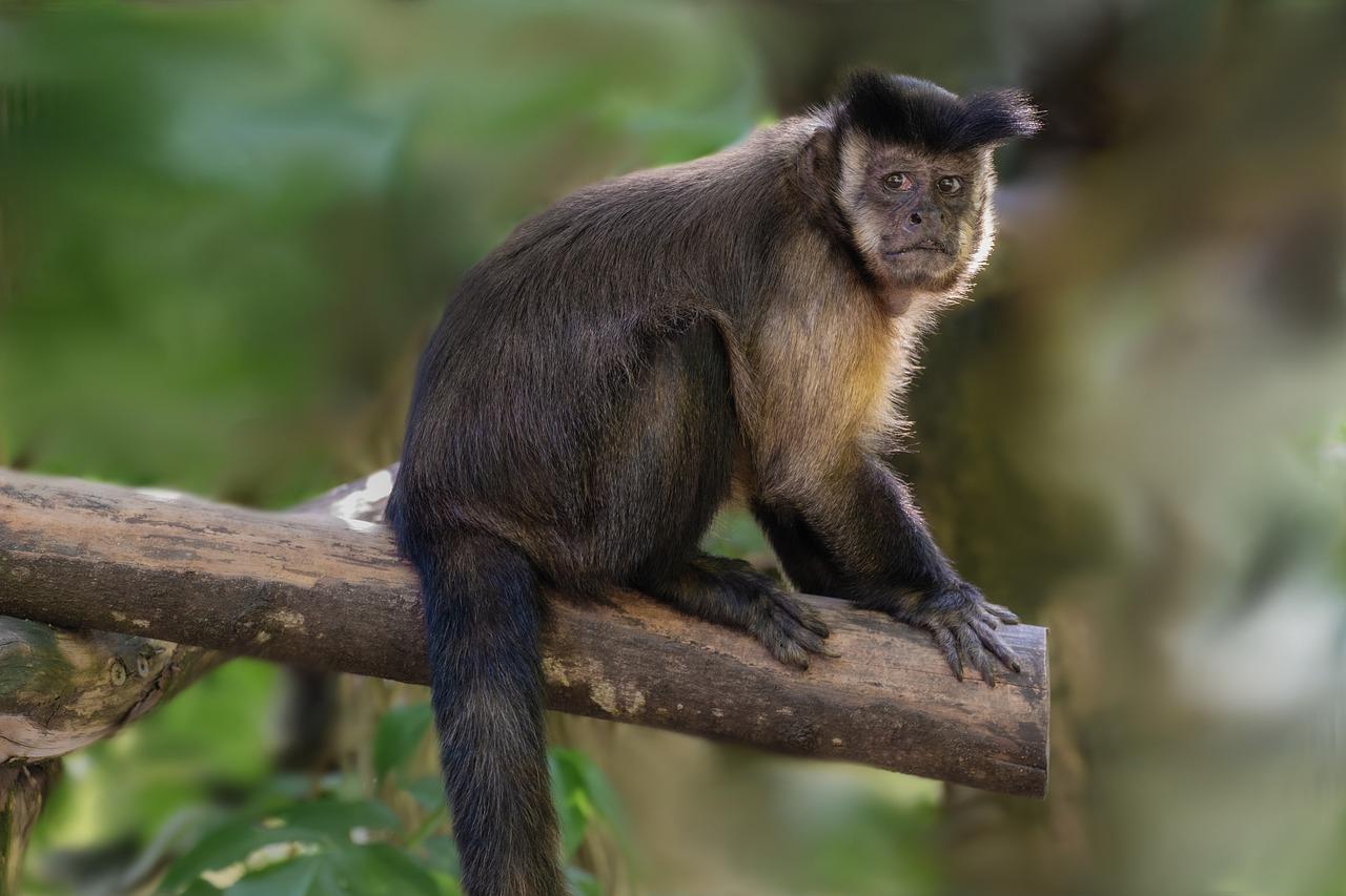 Can you buy a capuchin monkey in the US? 