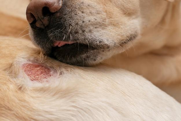 Can you get rabies from dog licking wound? 