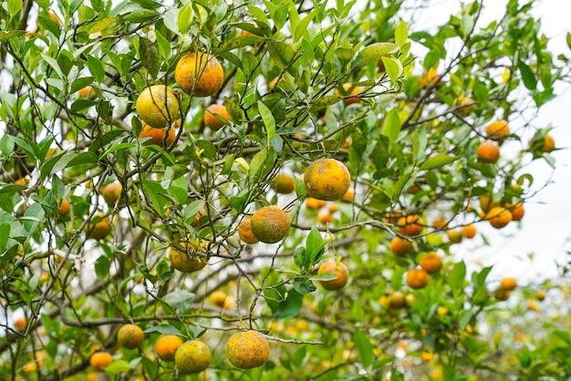 Can you grow citrus trees in New England? 