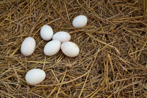 Can you incubate duck eggs under a heat lamp? 