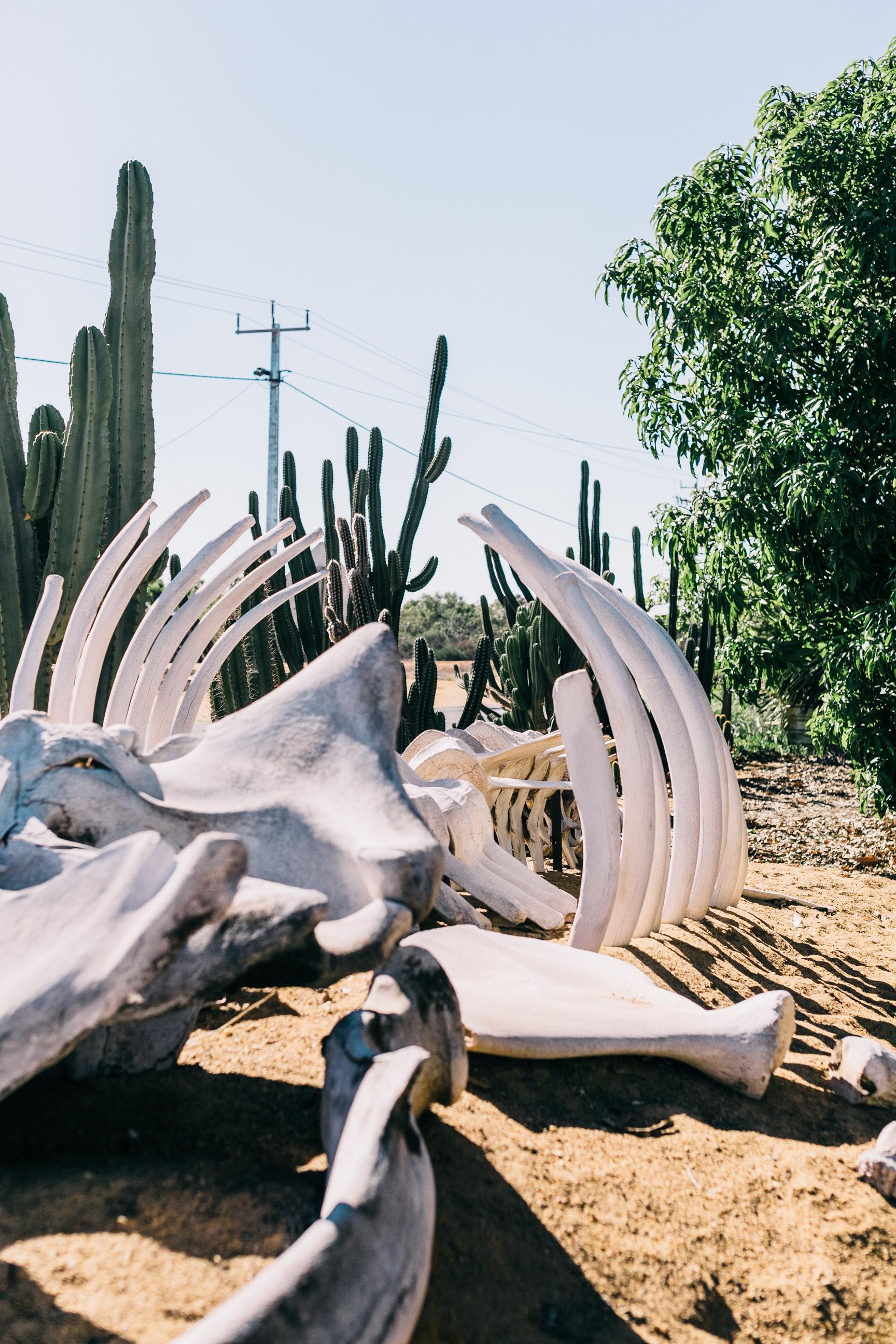 Can you still get spikes from the forgotten desert? 