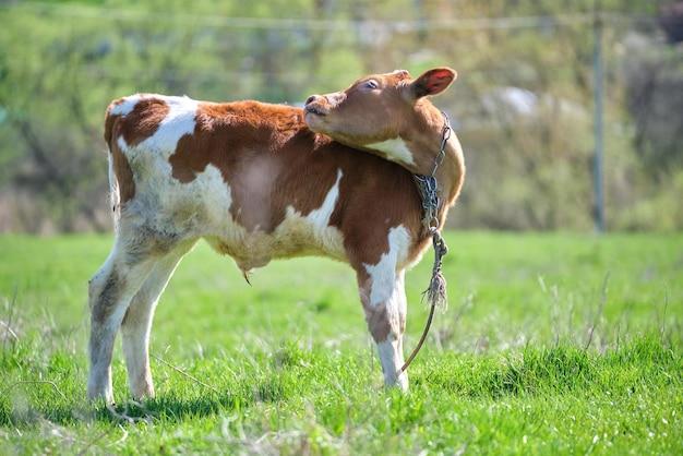 What causes a cow to stop producing milk? 