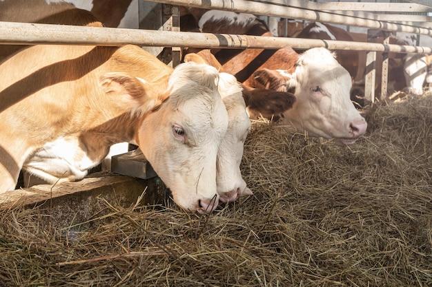 What causes a cow to stop producing milk? 