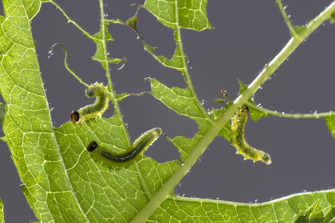 Do birds eat sawfly larvae? 