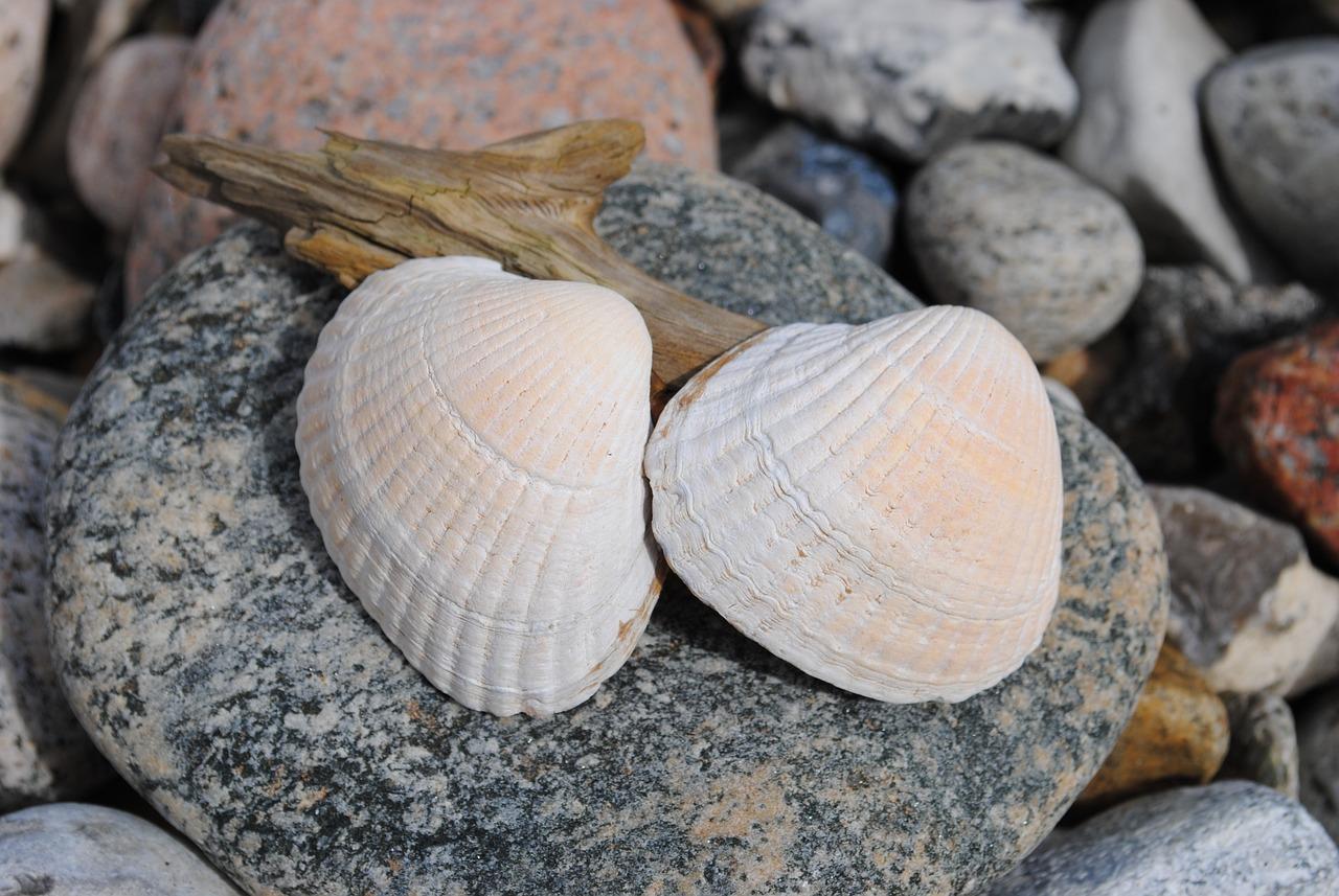 Do clam shells fossilize? 