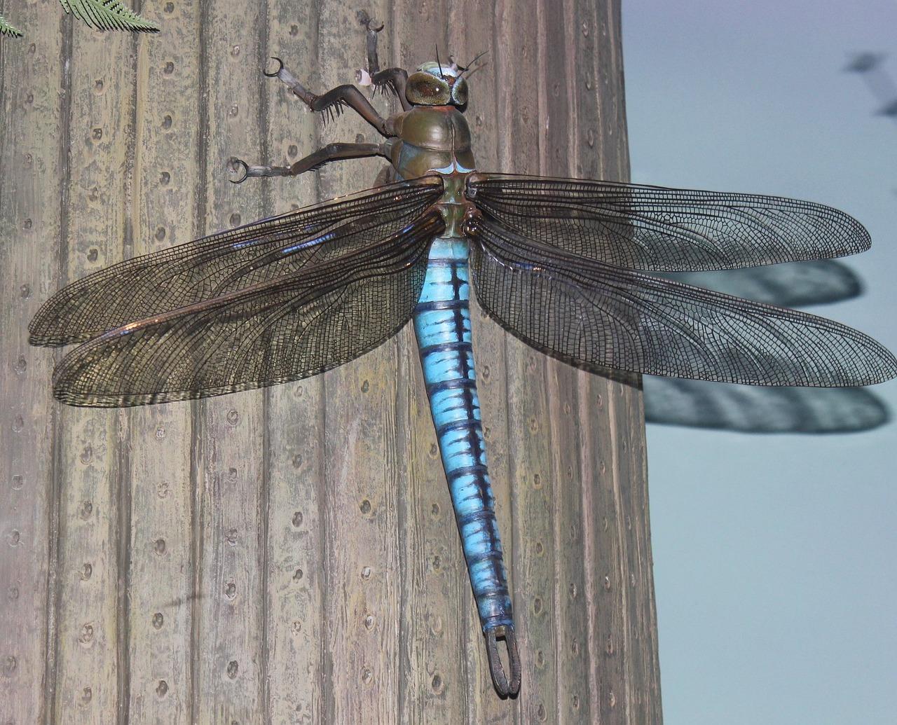 Do dragonflies give live birth? 