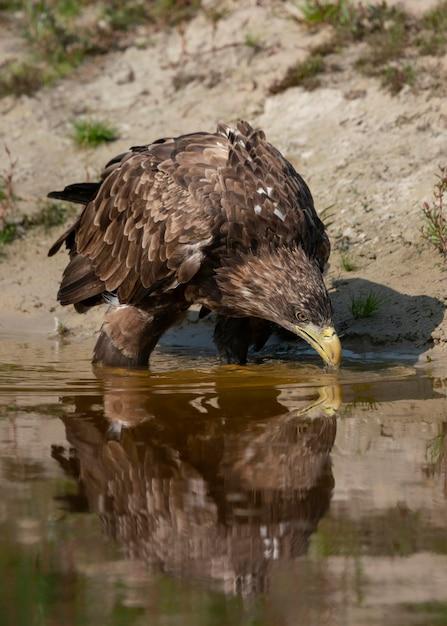 Do eagles drink water? 
