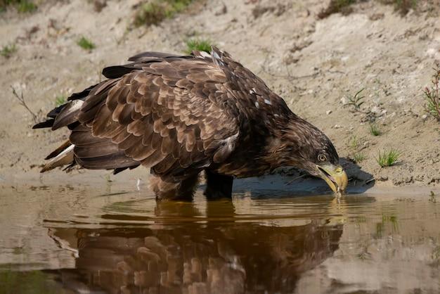 Do eagles drink water? 