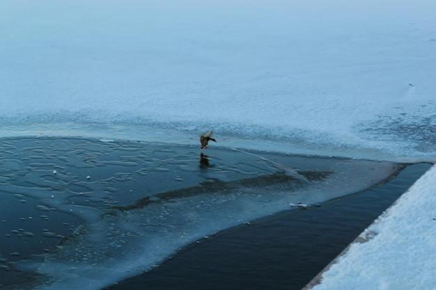 Do flies die in cold weather? 