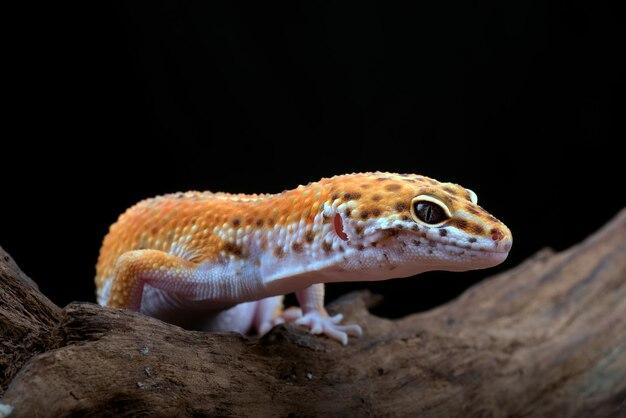 Do geckos live in tropical rainforest? 