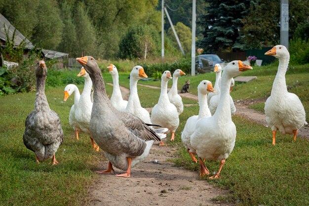 Do geese eat mosquitoes? 