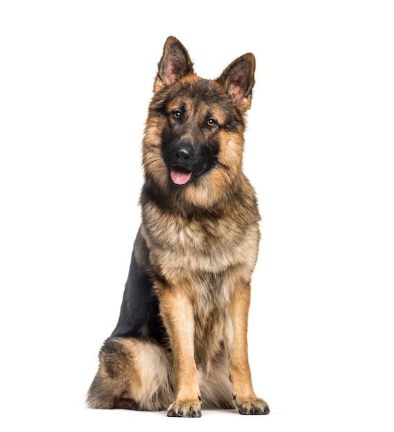 Do German Shepherds grow after 1 year? 