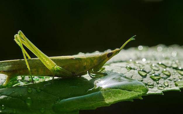 Do grasshoppers need water? 