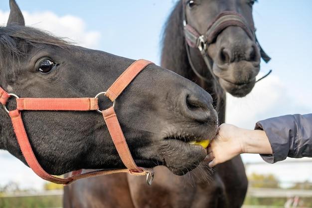 Do horses really eat horse apples? 