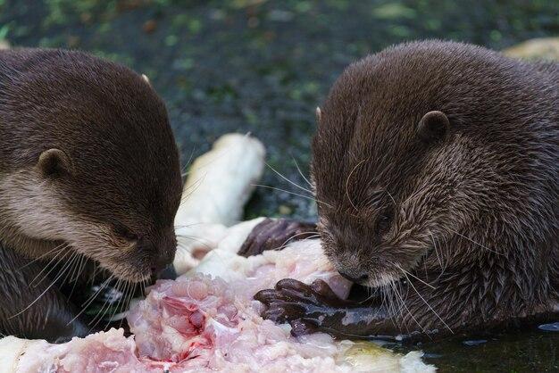 Do otters eat meat? 