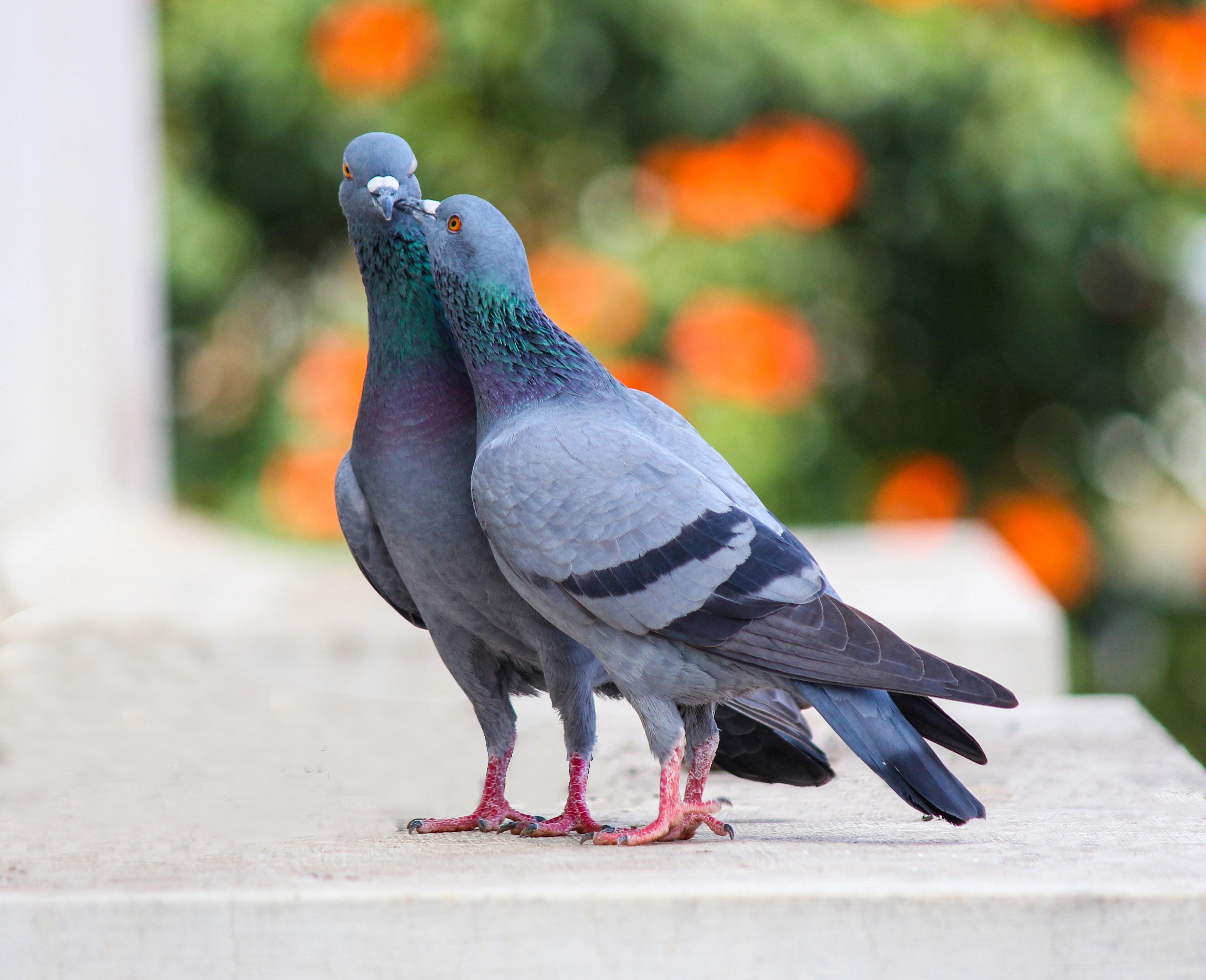Do pigeons attack young pigeons? 