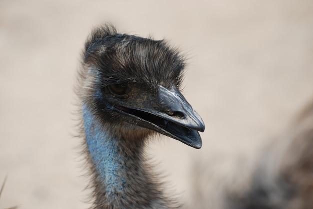 Do they kill emus to get emu oil? 