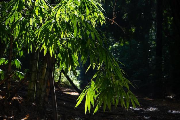 Does Forest stay focused actually plant trees? 