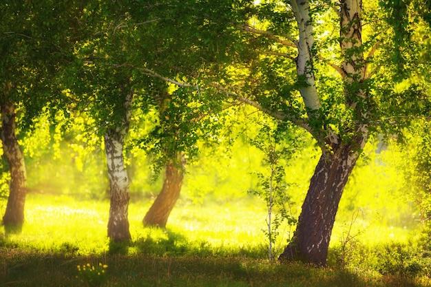 Does Forest stay focused actually plant trees? 