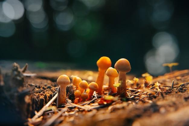 Does fungus grow better in the dark? 