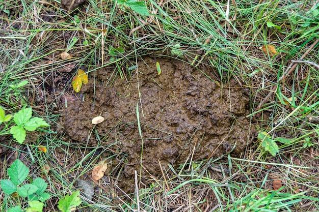Does Groundhog poop look like? 