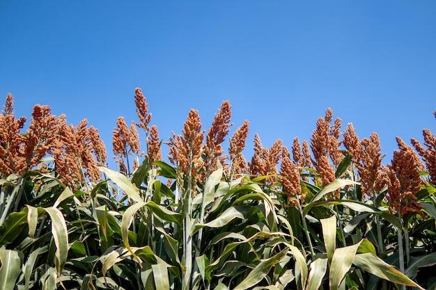 Does molasses come from sorghum? 