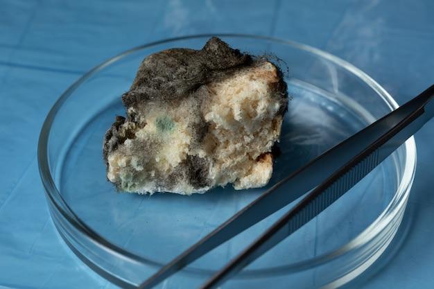 What happens if you eat cake with mold on it? 