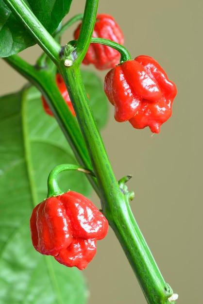 Has anyone died from eating the Carolina Reaper? 