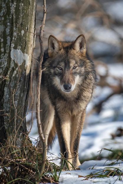 Exploring How the GREY Wolf Adapts to Its Environment - AP PGECET