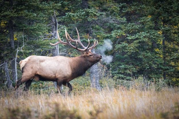 Where can I see elk in South Dakota? 