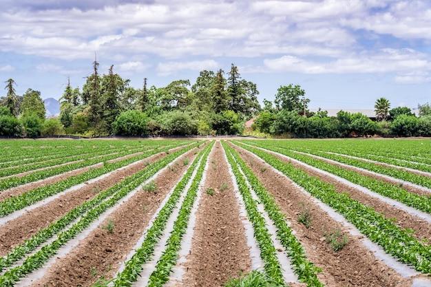 What crops were grown in the San Gabriel Mission? 