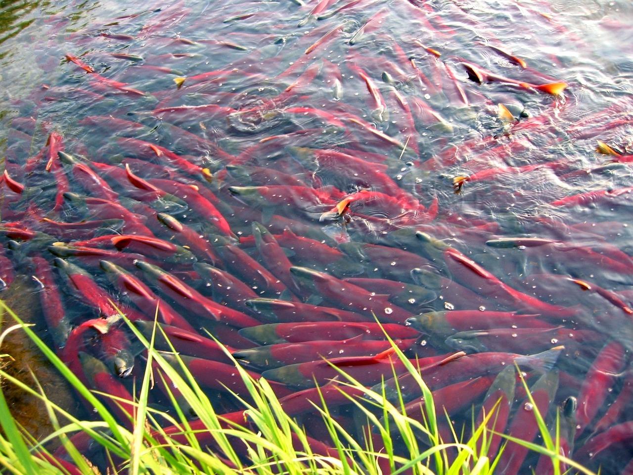 What kinda fish are in Lake Tahoe? 