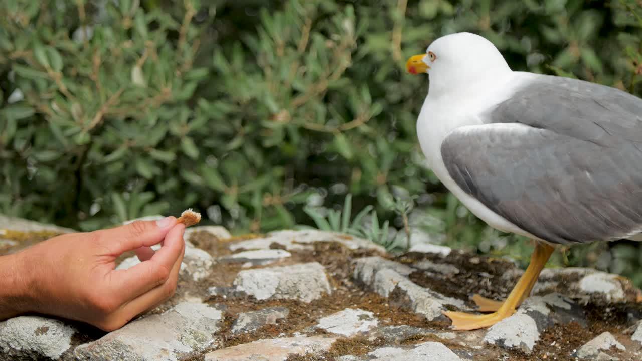 What can you feed a baby seagull? 