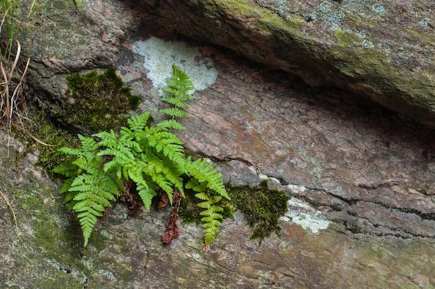 How are ferns and mosses different from conifers? 