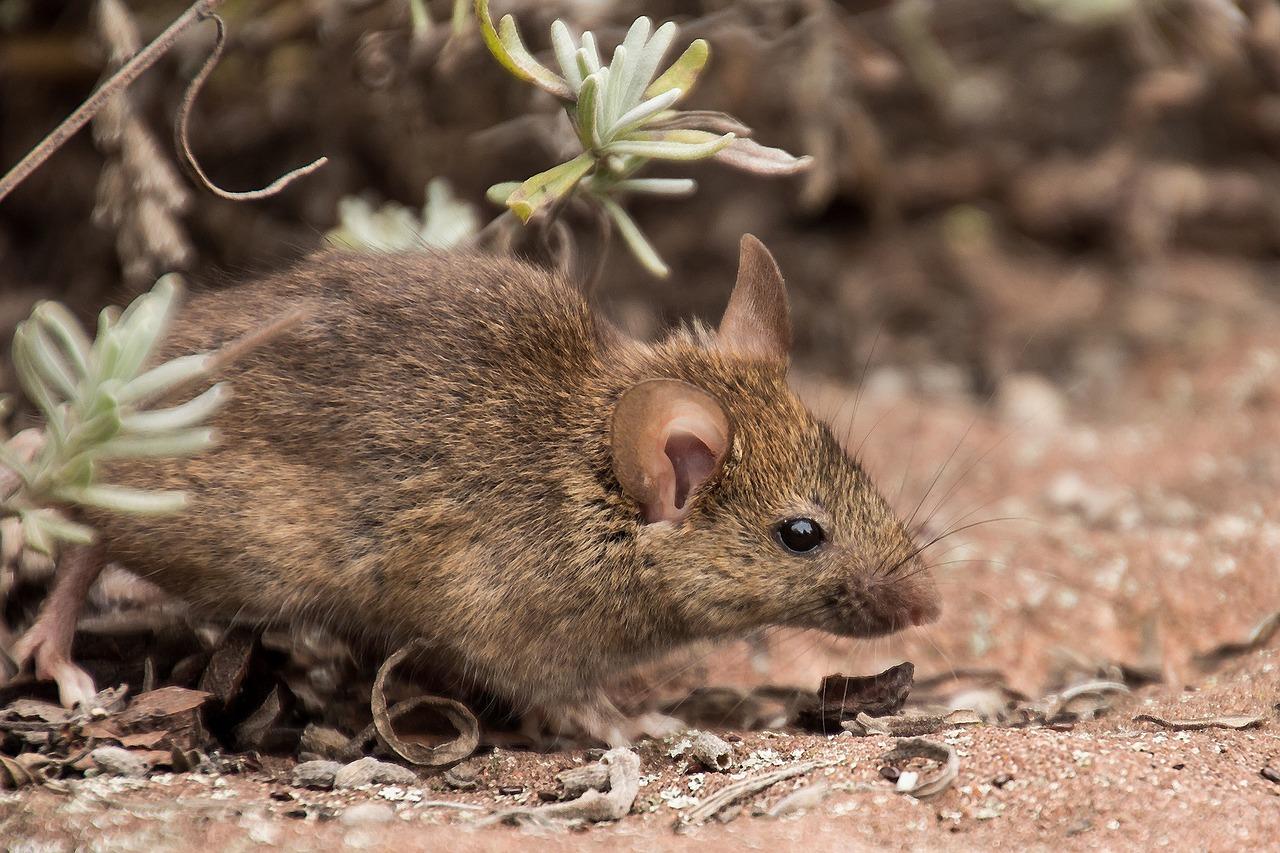 Is a field mouse a herbivore? 