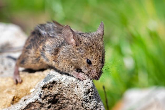 Is a field mouse a herbivore? 