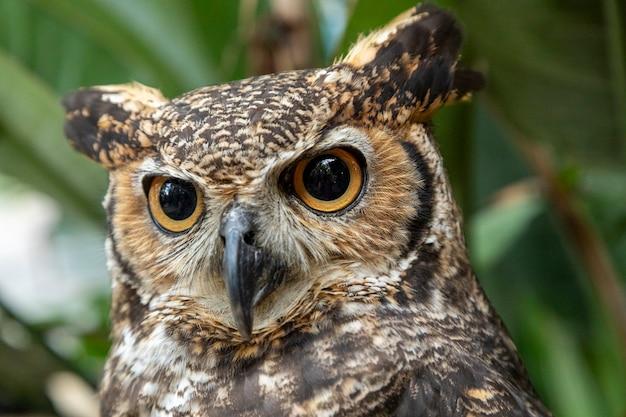 What kind of consumer is a great horned owl? 