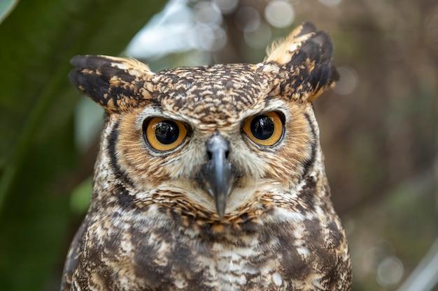 What kind of consumer is a great horned owl? 