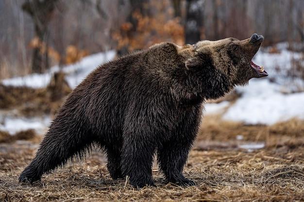 How do grizzly bears survive in the boreal forest? 